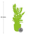 ZZ-Pflanze (Zamioculcas) 45-50cm, rosa ELHO Topf Bild 2