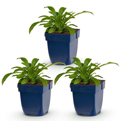 Green boutiQ - Perennial - Campanula pers. Alba - Peachleaf Bellflower - Bee and Butterfly Attractors - White - 3 Plants - Pot 11cm - Height 15-25cm