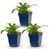 Green boutiQ - Perennial - Campanula pers. Alba - Peachleaf Bellflower - Bee and Butterfly Attractors - White - 3 Plants - Pot 11cm - Height 15-25cm Bild 1
