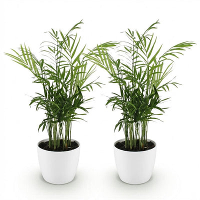 2x Goldpalme (Chamaedorea elegans) im Topf, haustierfreundlich