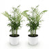 2x Goldpalme (Chamaedorea elegans) im Topf, haustierfreundlich Bild 2