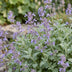 Green boutiQ - Staude - Nepeta faassenii - Katzenminze - Bienen- und Schmetterlingsmagneten - Lila - 1 Pflanzen - Topf 11cm - Höhe 15-25cm Bild 5