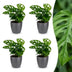 Green boutiQ - Monstera Adansonii - Monstera Adansonii - 4 Pflanzen - mit Grau Topf - Topf 12cm - Höhe 25cm Bild 1