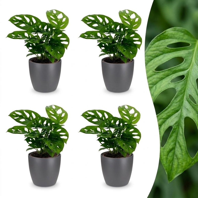 Green boutiQ - Monstera Adansonii - Monstera Adansonii - 4 Pflanzen - mit Grau Topf - Topf 12cm - Höhe 25cm