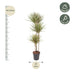 Dracaena Bicolor - 150 cm - ø24 Bild 2