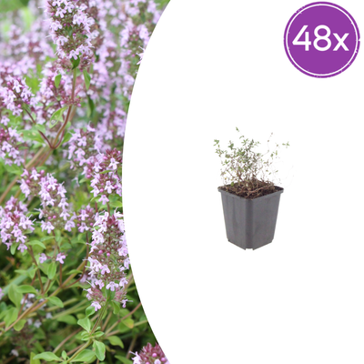 48x Thymus vulgaris (Gartenthymian) - 10-25cm hoch, 9cm Topf