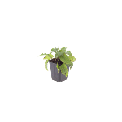 12x Beinwell 'Grandiflorum' – Bodendecker für Schattenbeete (10-25cm)