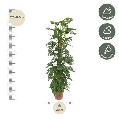 Monstera Monkey Leaf Mosstok - 170cm