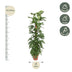 Monstera Adansonii Moss Pole - 170cm Bild 2