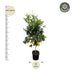 Zitronenbaum Calamondin (Citrus) - 200cm - ø40 Bild 2