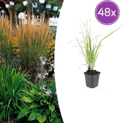 48x Federgras 'Karl Foerster' - 10-25cm - Ø9cm