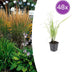 48x Federgras 'Karl Foerster' - 10-25cm - Ø9cm Bild 1