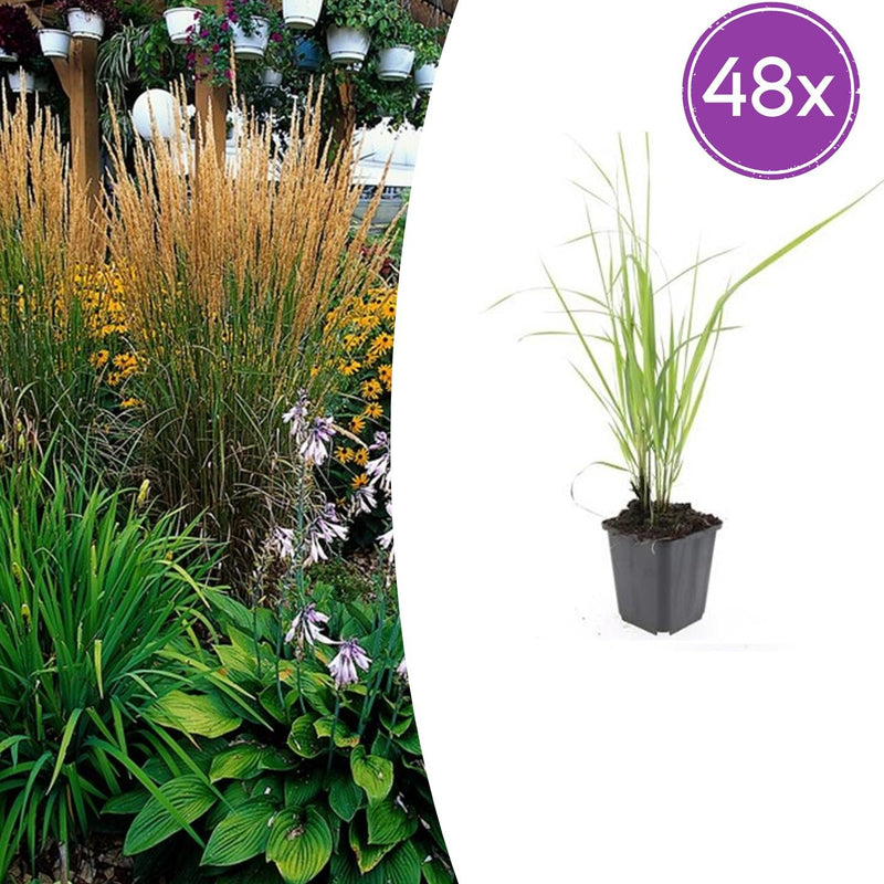 48x Federgras 'Karl Foerster' - 10-25cm - Ø9cm