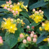 48x Hypericum inodorum 'Annebel' - ↕10-25cm - Ø9cm Bild 6