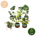 6x Baby Tropical Mix: Monstera, Philodendron & Co. - Ø6cm Bild 5