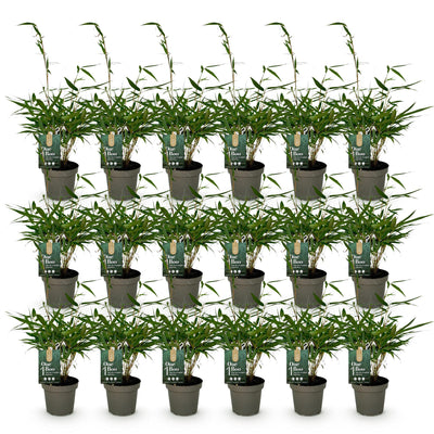 Green boutiQ Bambus Fargesia robusta Pingwu - 18 Pflanzen