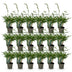 Green boutiQ Bamboo Fargesia robusta Pingwu - 18 plants Bild 2
