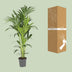 Kentia Palm (Howea Forsteriana) Ø21cm, H130cm - Elegant Houseplant Bild 4
