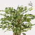 Künstliche Ficus Liane (Geigenblattpflanze) – 140 cm – Realistisch & Elegant Bild 3