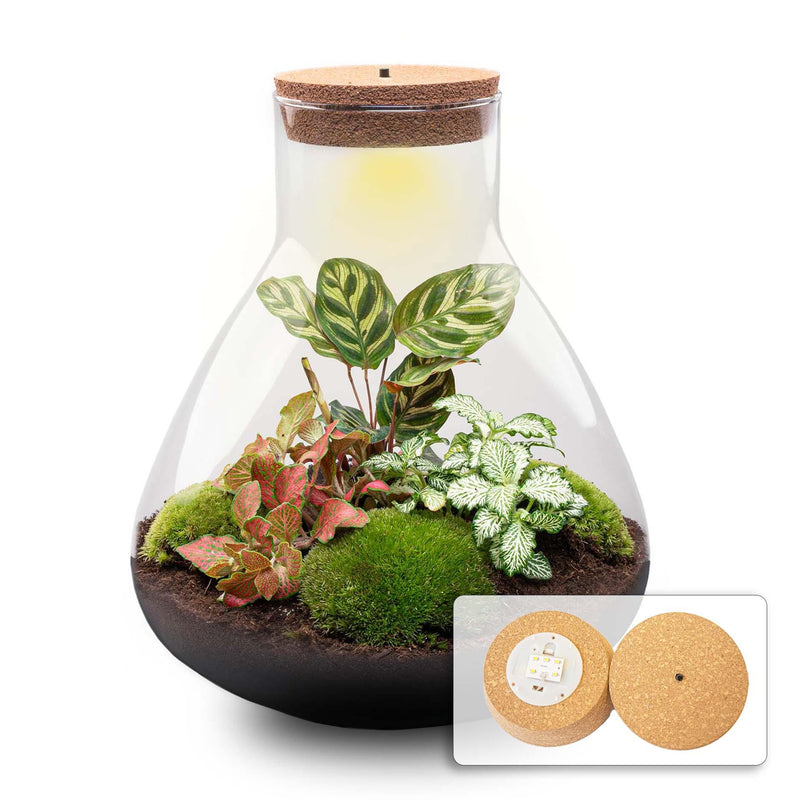 Bottle Garden Sam XL Red: DIY Plant Terrarium, 35 cm high