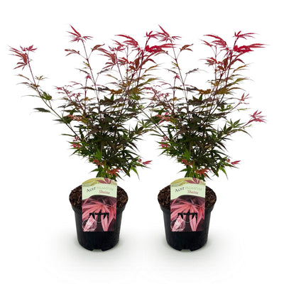 Japanischer Ahorn Shaina, 2x, rotlaubig, 70cm, 19cm Topf