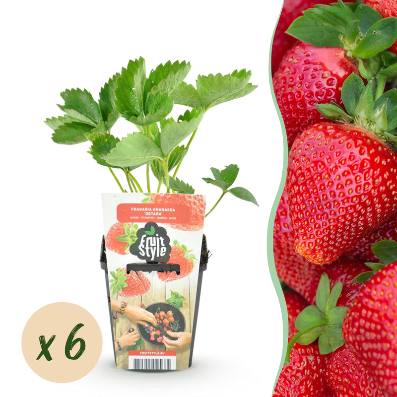 GreenboutiQ Strawberry Plants Fragaria Maxim: 6x Winter-Hardy in a Pot