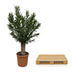 Nerium Oleander Bonsai - 190cm - ø45 - Duftende Blütenpracht Bild 4