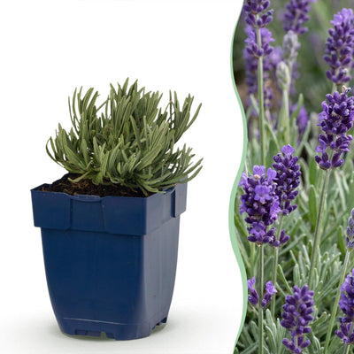 Green boutiQ - Stauden - Lavandula ang. Munstead - Lavendel - Duftend - Lila - 24 Pflanzen - Topf 11cm - Höhe 15-25cm