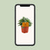 Senecio Cephalophorus 'Ruby Slippers' - Ø10,5cm - ↕15cm Bild 6