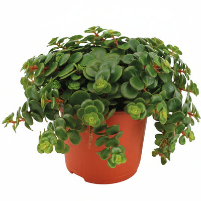 Sedum Tornado Sukkulente - Ø11cm - ↕15cm