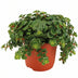 Sedum Tornado Sukkulente - Ø11cm - ↕15cm Bild 1