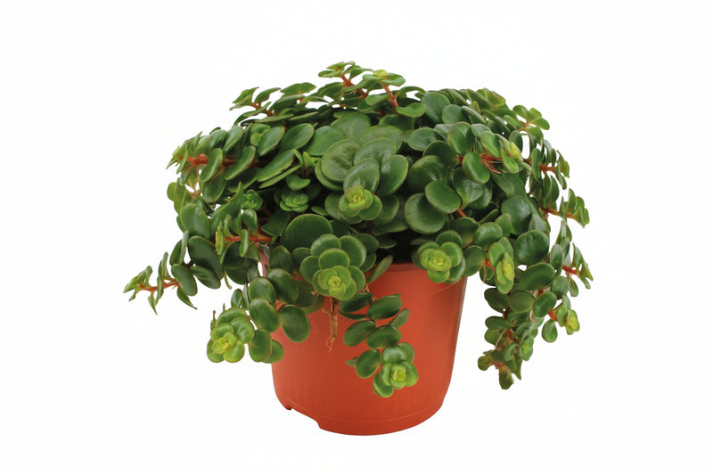Dracaena surculosa
