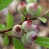 Grüne boutiQ: 2x Pink Blueberry 'Pink Lemonade', winter-hardy, 15cm pot Bild 5