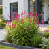 Green boutiQ - Perennial - Persicaria amplexicaulis - Knotweed - Bee and Butterfly Attractors - Red - 6 Plants - Pot 11cm - Height 15-25cm Bild 5