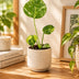 Monstera Deliciosa Electro Light Grün, Ø6cm, ↕18cm Bild 2