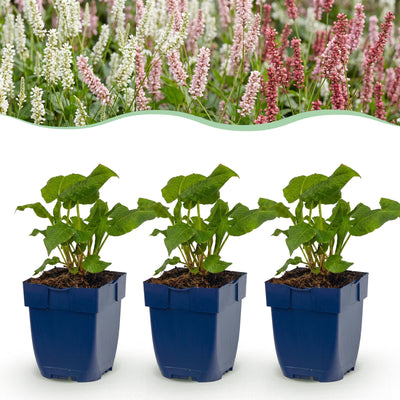 Green boutiQ - Perennial - Persicaria Tricolor - Knotweed - Shade - Red - Pink - White - 6 Plants - Pot 11cm - Height 15-25cm