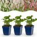 Green boutiQ - Perennial - Persicaria Tricolour - Knotweed - Shade - Red - Pink - White - 6 Plants - Pot 11cm - Height 15-25cm Bild 10