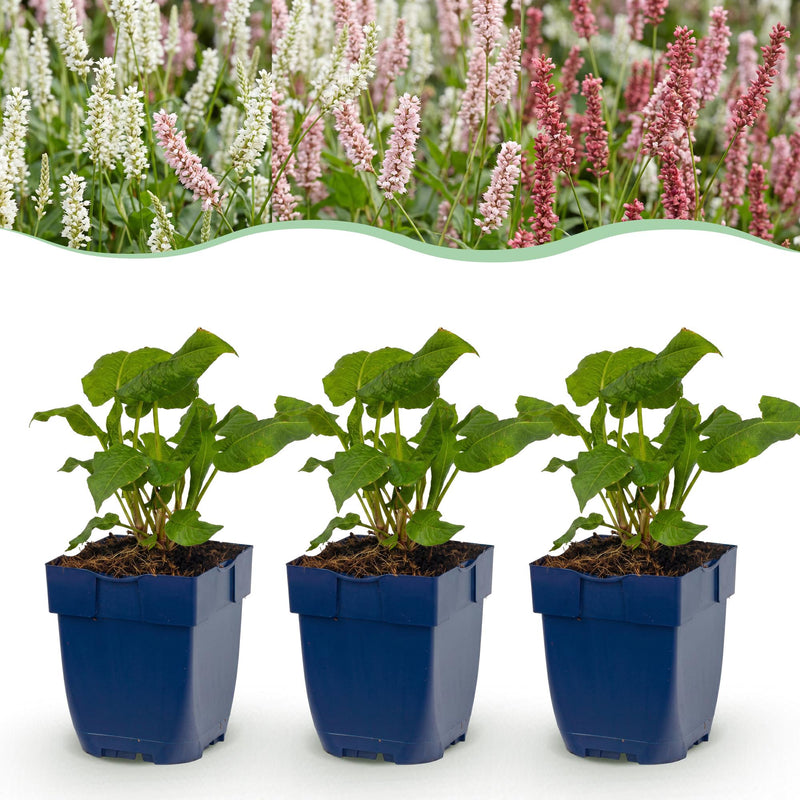 Green boutiQ - Perennial - Persicaria Tricolour - Knotweed - Shade - Red - Pink - White - 6 Plants - Pot 11cm - Height 15-25cm