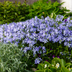 48x Phlox 'Emerald Cushion Blue' (10-25cm, Ø9cm Topf) - Bodendecker Bild 7