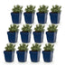 Green boutiQ - Perennials - Lavandula ang. Rosea - Lavender - Fragrances - Pink - 12 Plants - Pot 11cm - Height 15-25cm Bild 2