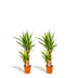 2x Yucca Elephantipes (Palmlilie) - Ø17cm - ca. 90cm Bild 4