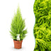 Green boutiQ - Zimmerpflanzen - Cupressus Gold Crest Wilma - Zimmerkoniferen - Wenig Pflege - Grün - 1 Pflanze - Topf 21cm - Höhe 85-95cm Bild 1