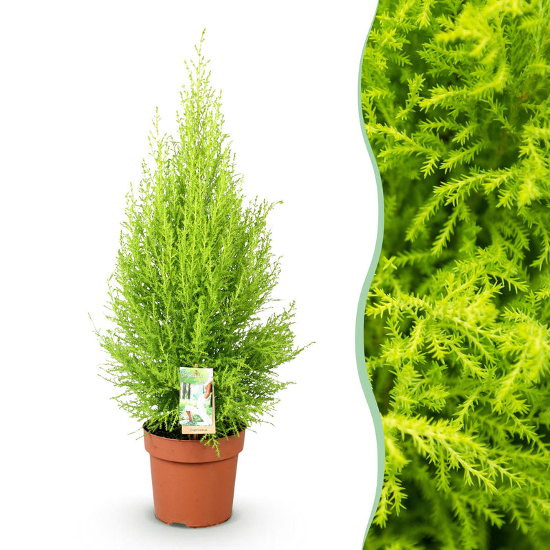 Green boutiQ - Zimmerpflanzen - Cupressus Gold Crest Wilma - Zimmerkoniferen - Wenig Pflege - Grün - 1 Pflanze - Topf 21cm - Höhe 85-95cm