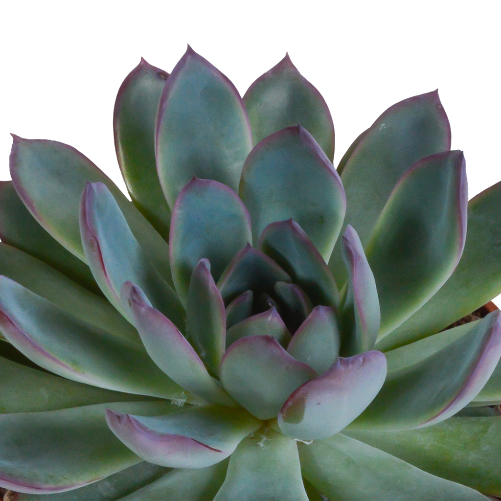 Echeveria-Mix 10,5 cm - 3x - in witte pot