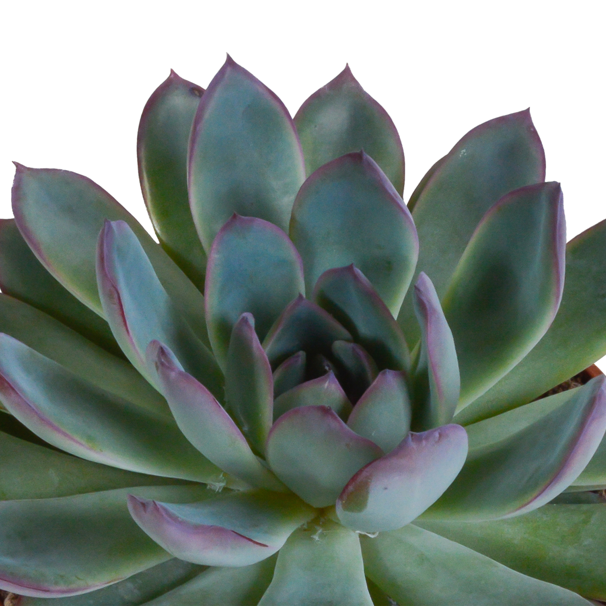 Echeveria-Mix 10,5 cm - 3x - in witte pot