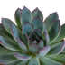 Echeveria-Mix 3er Set (10,5cm Topf) im weißen Übertopf Bild 3