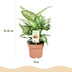 Green boutiQ - Zimmerpflanzen - Diefenbachia Compacta - Dieffenbachia - Pflegeleicht - Bunt - 2 Pflanzen - Topf 17cm - Höhe 45-50cm Bild 3