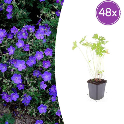 48x Storchschnabel 'Johnson's Blue' - 10-25cm Topfgröße 9cm