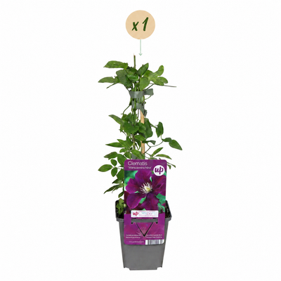 Clematis Warszawska Nike - Dunkelrote Kletterpflanze, Ø9cm, 35cm