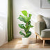Ficus Lyrata mit Topf weiß – 80 cm – Ø21 Bild 5
